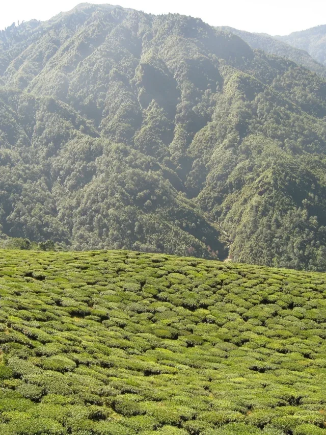 असम में सबसे अच्छे पर्यटन स्थल