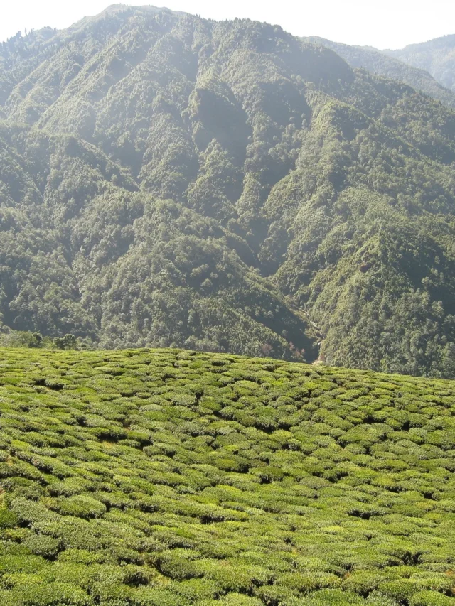 Best Tourist Places in Assam