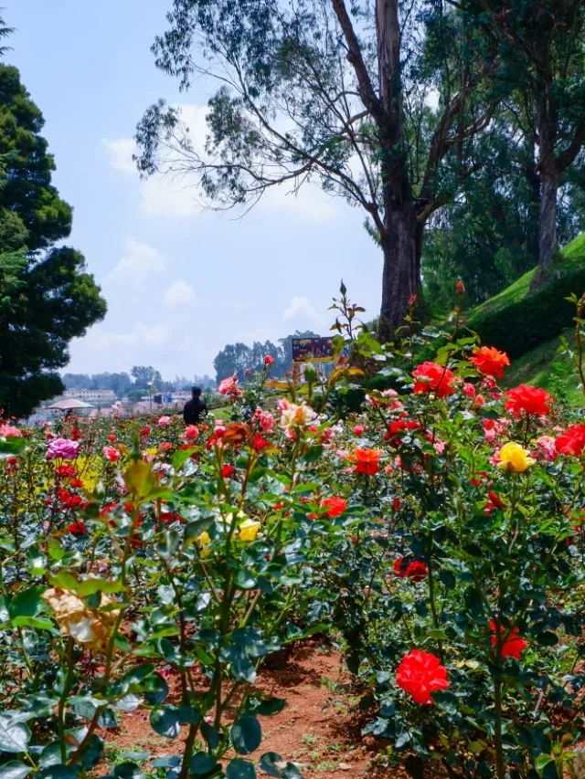 2 दिनों में ऊटी में करने के लिए चीजें