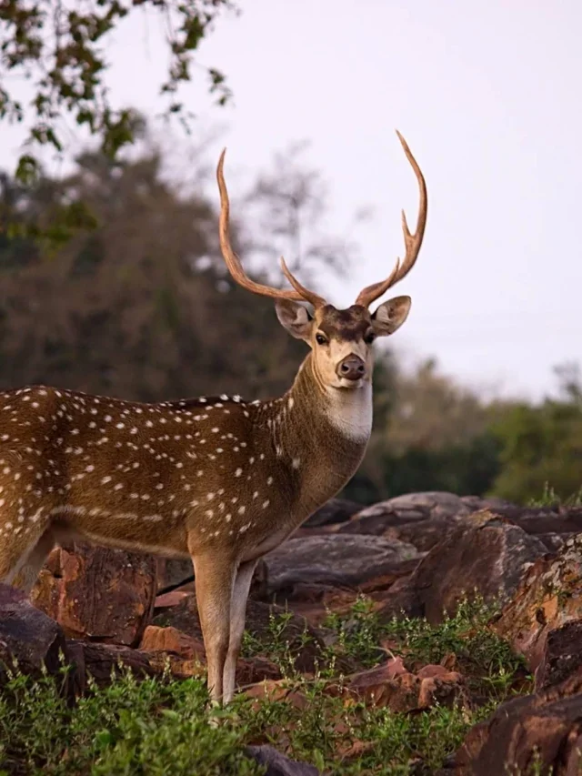 विजाग में छिपे हुए स्थान