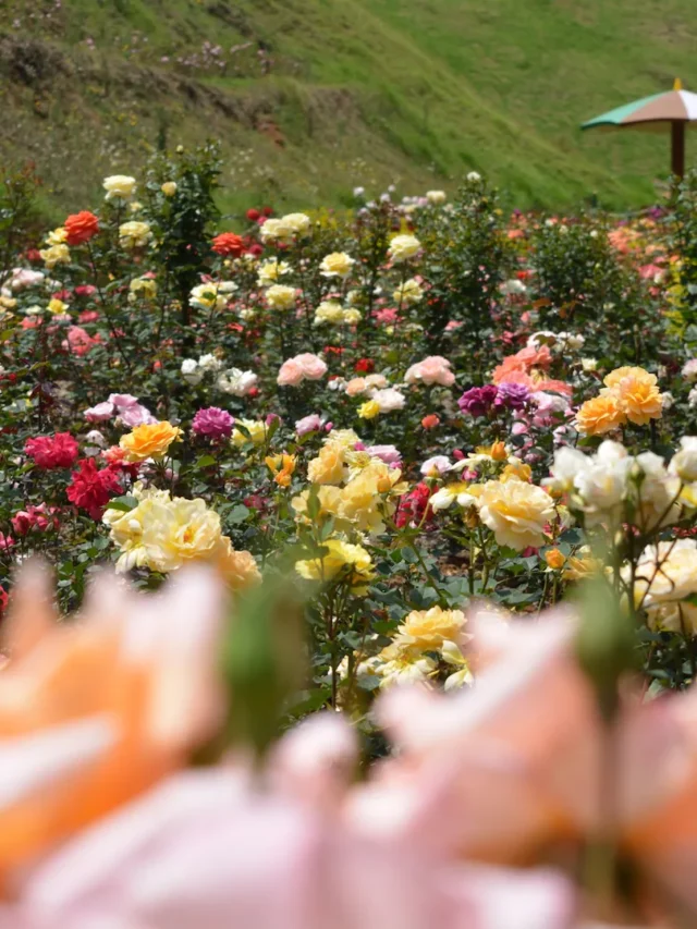 ऊटी में घूमने की सबसे सुन्दर जगह