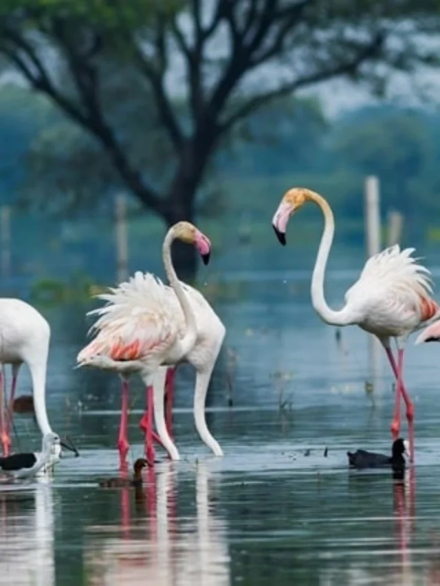 उत्तरी गोवा में घूमने की अनोखी जगहें