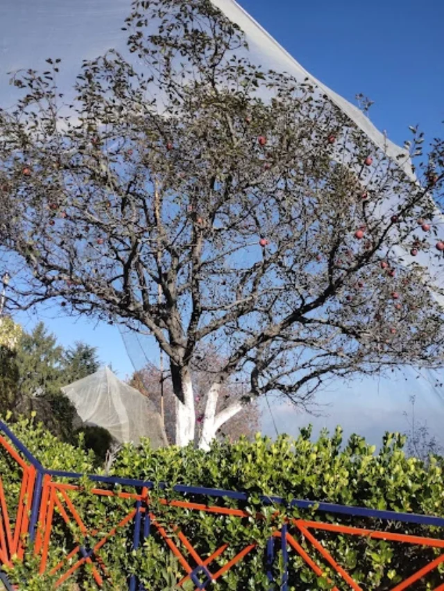 कुफरी क्यों प्रसिद्ध है?