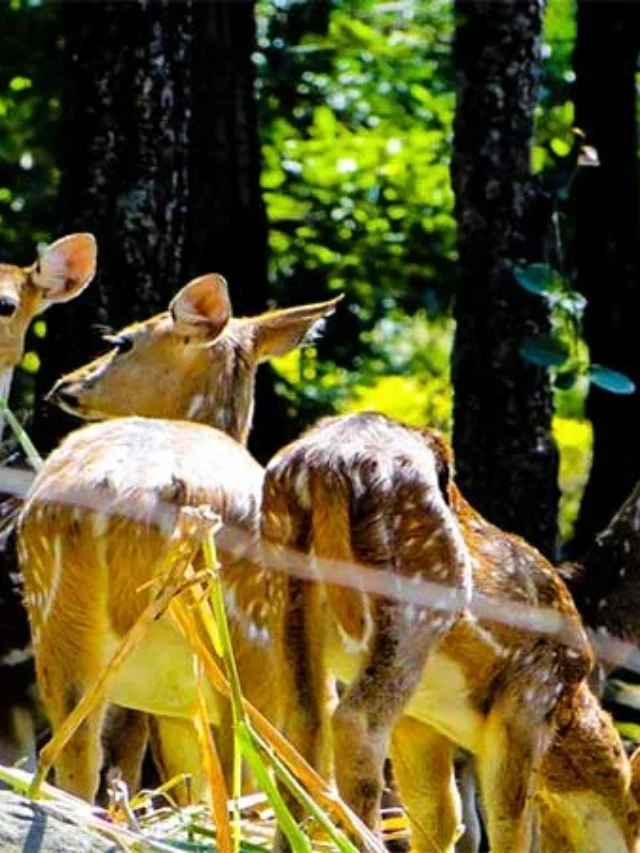 देहरादून में हनीमून स्थल