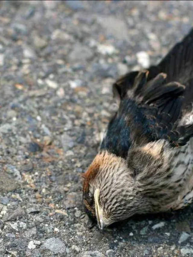 भारत में इन गुप्त स्थानों पर जाने की अनुमति नहीं