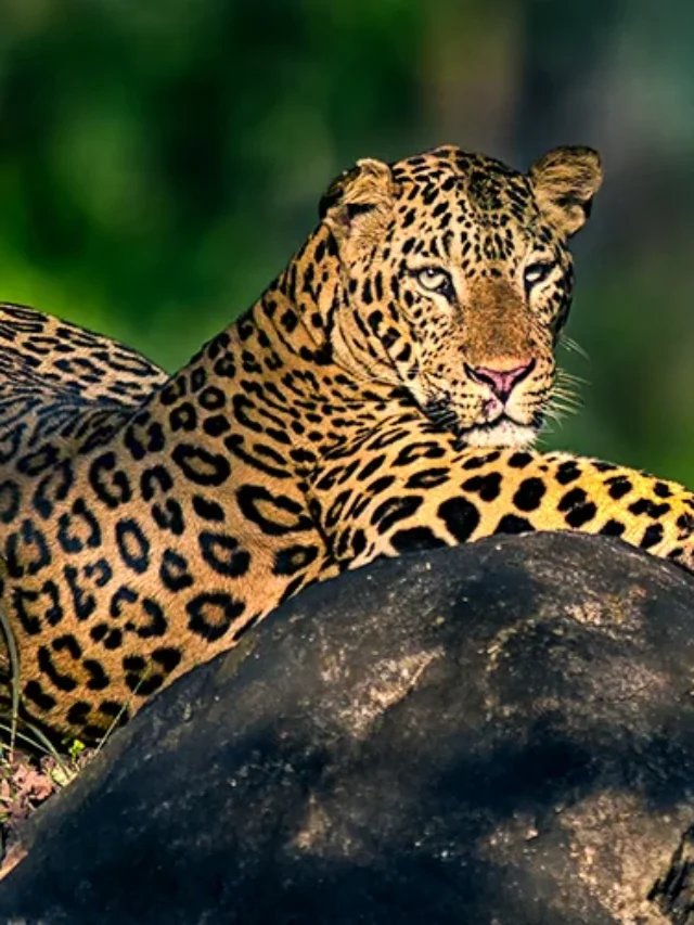 भद्रा वन्यजीव अभयारण्य