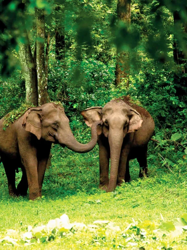 Top 10 Wayanad tourist places